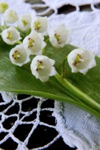 Flores de Aniversário