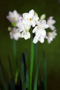 Flores de Aniversário