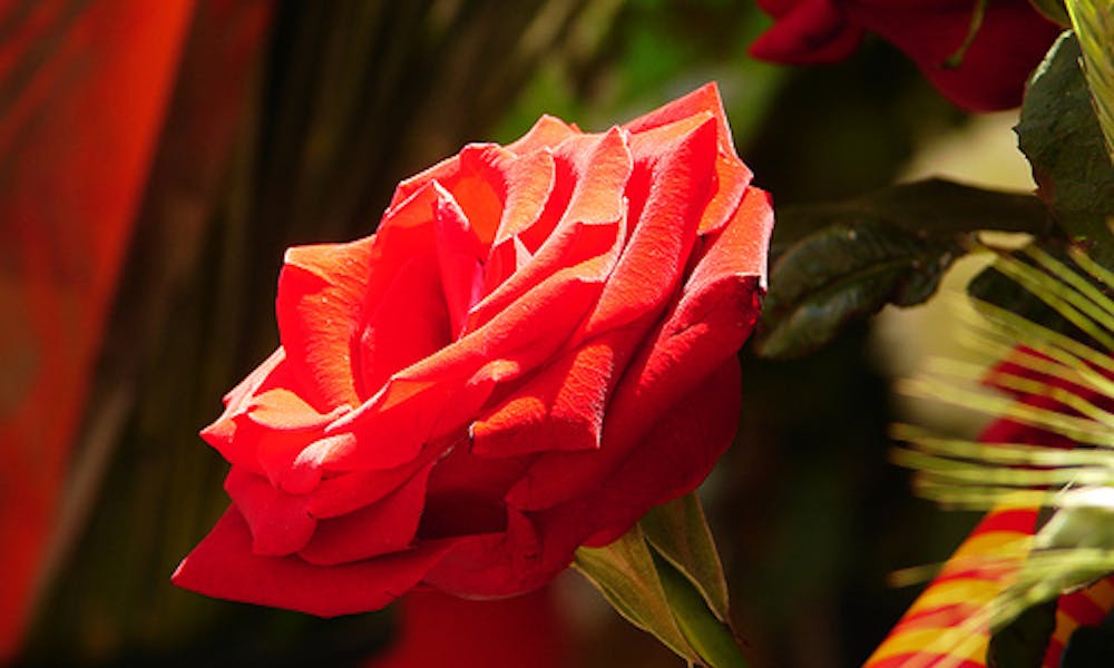 Banner de Livros, rosas, cavaleiros e dragões
