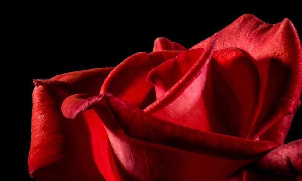 Welche Rosenfarbe soll man zum Valentinstag verschenken? Banner
