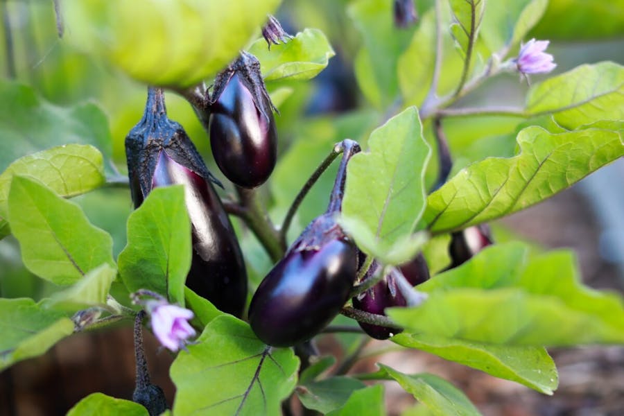 Eggplants: A Comprehensive Guide to Growing and Harvesting the Perfect Crop