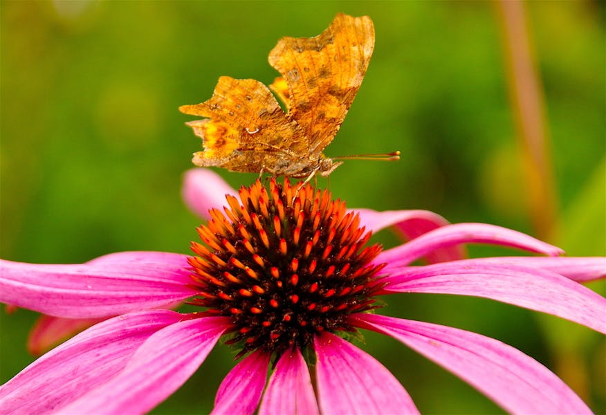 Do you know which is the most romantic butterfly?