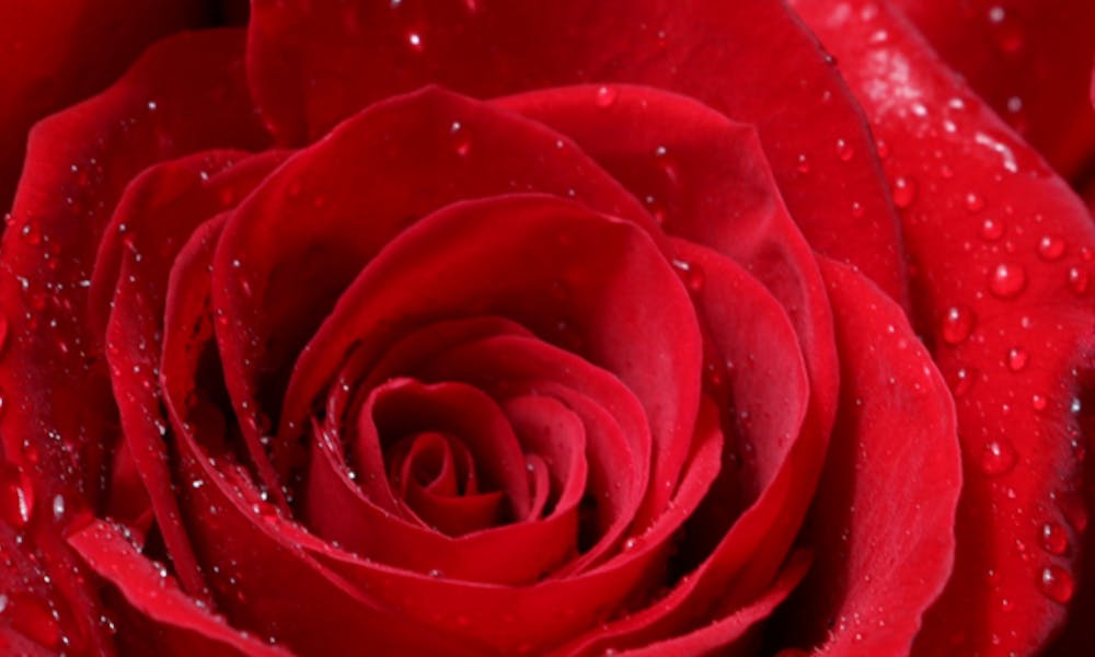 il significato dietro l’invio di 50 rose rosse a una donna