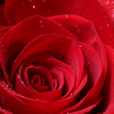 il significato dietro l’invio di 50 rose rosse a una donna