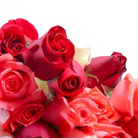 Come prendersi cura delle rose: una guida completa alla cura delle rose