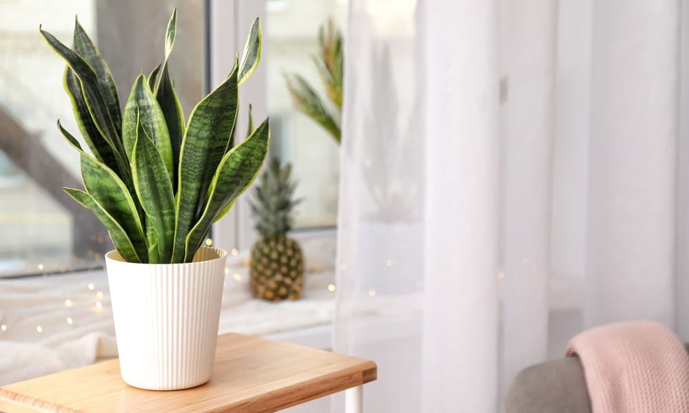 Come le piante purificano l’aria dall’inquinamento atmosferico