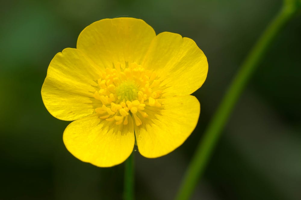 Il fiore del corniolo