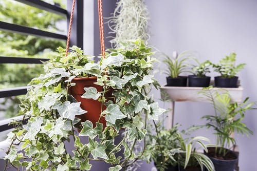 Ficus plant in hanging pot