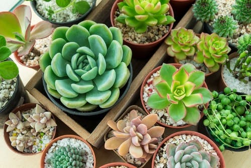 Varied succulents 