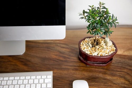 Bonsai ficus tree