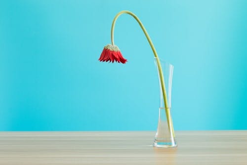 drooping red gerbera