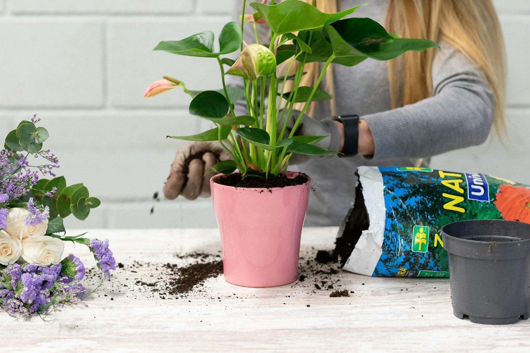 Florist adds extra soil to plant pot with pink plant inside