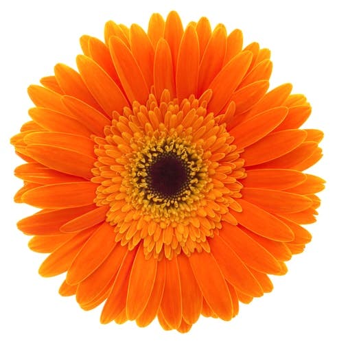 orange gerbera