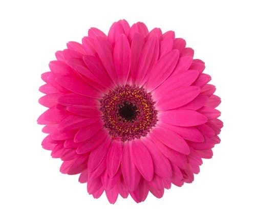 pink gerbera