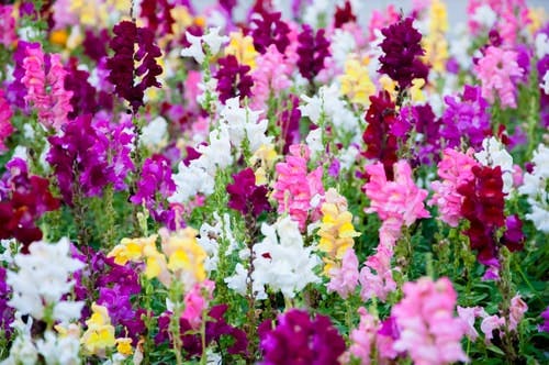 multicoloured snap dragons