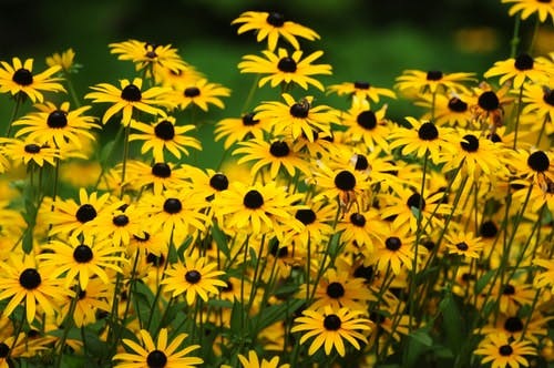 Black-eyed susan flowers in yellow