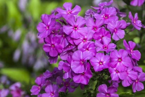 Pink phlox flowers