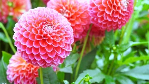 Pink Dahlias