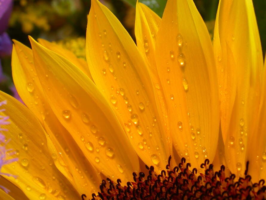 how to care for sunflowers