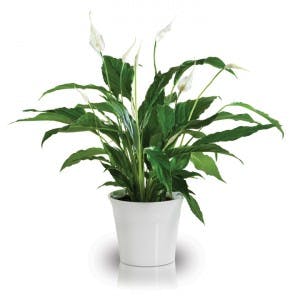 Peace lily men flowers for men 