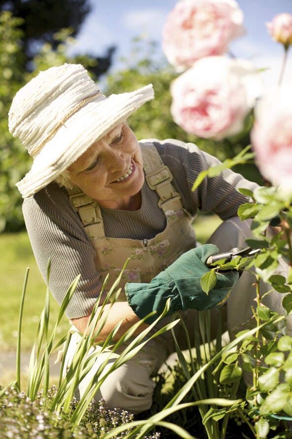 How to grow roses