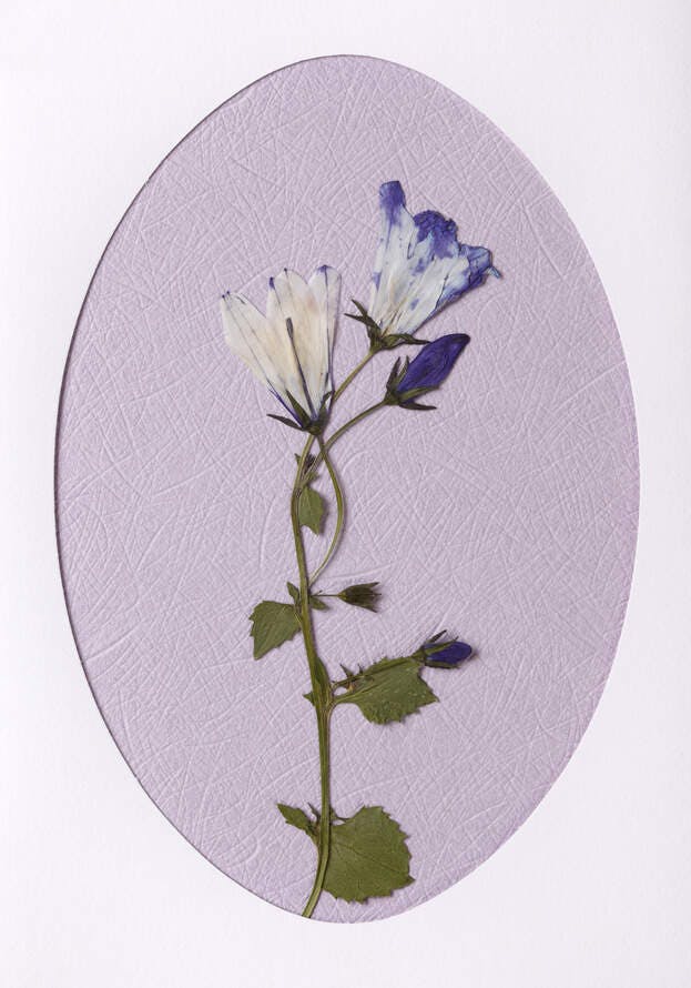 Pressed Flowers