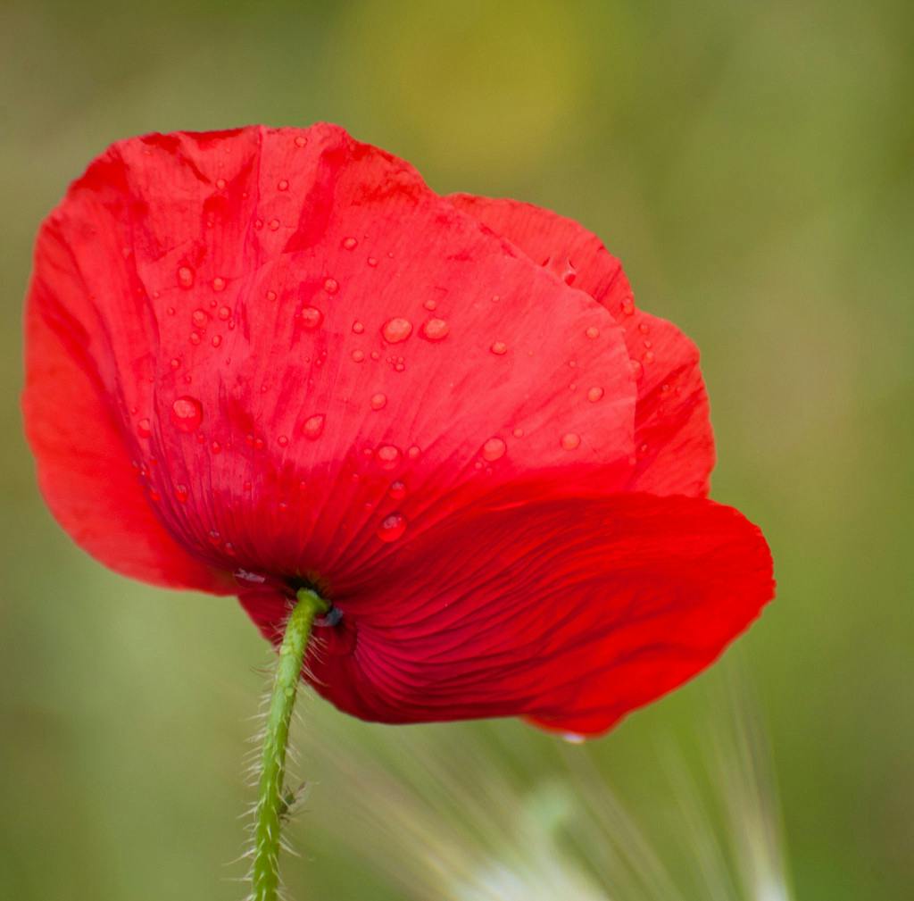 Coquelicots