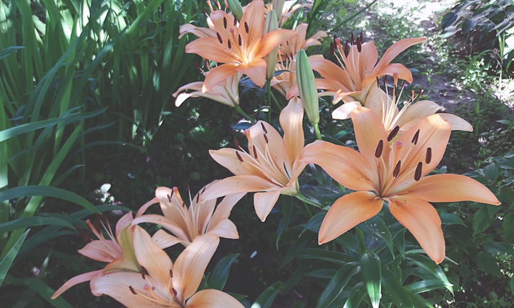 Tutto ciò che desideri sapere sui gigli