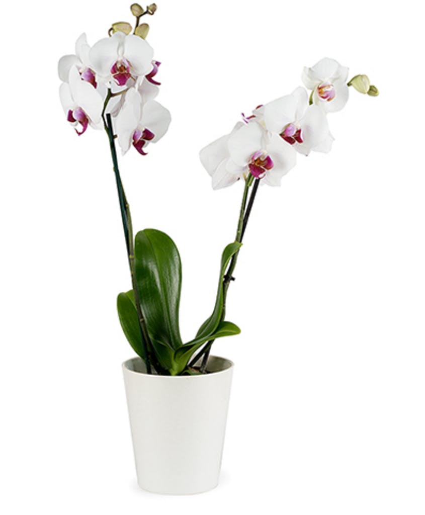 orchidea bianca