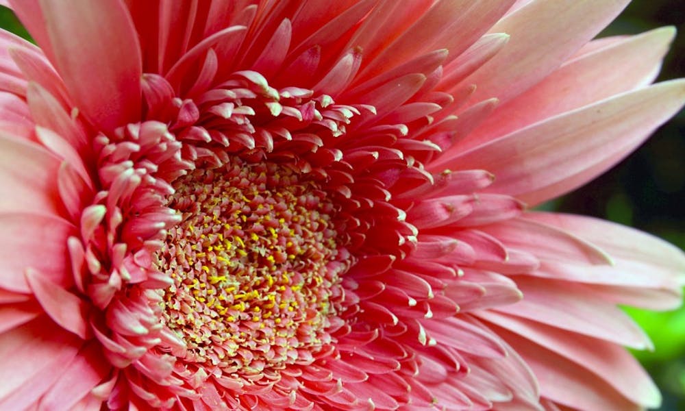 Fiore del mese di luglio: la gerbera