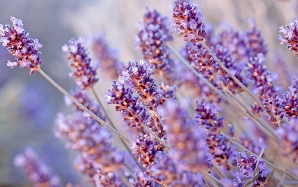 lavanda