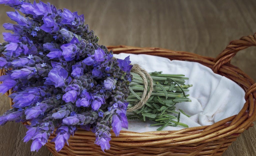 raccolta lavanda