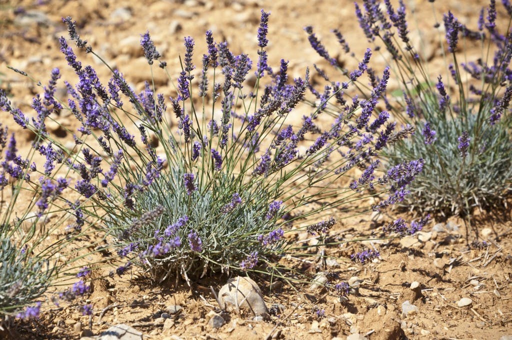 terreno lavanda