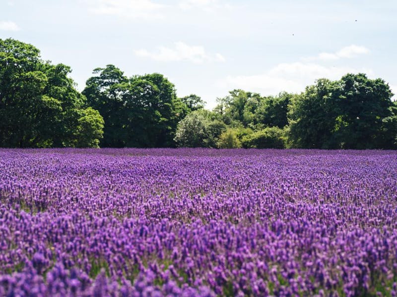 Come coltivare la lavanda