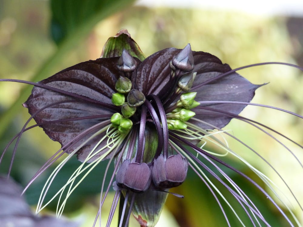 fiore pipistrello