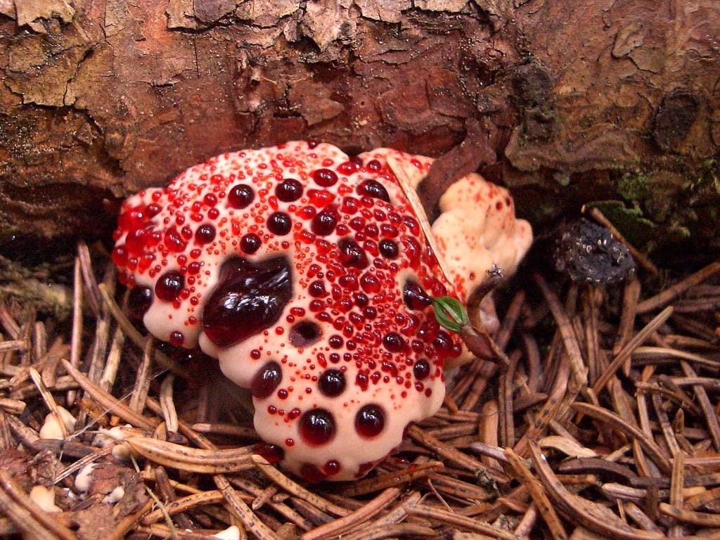 Hydnellum_peckii2