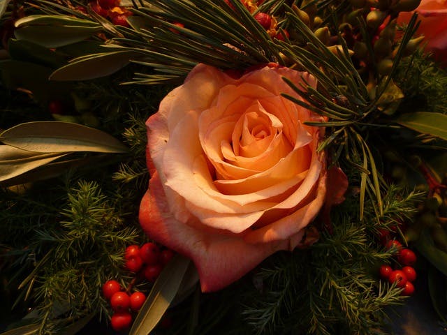 rose natale