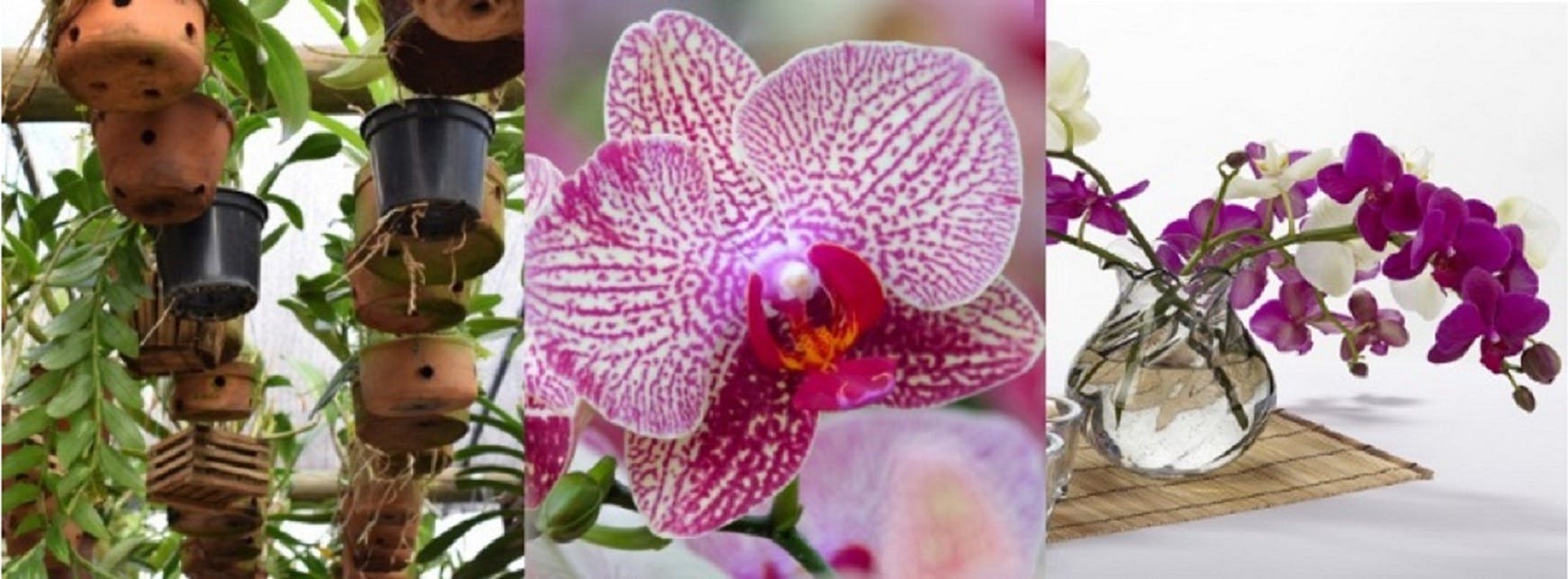 orchidee