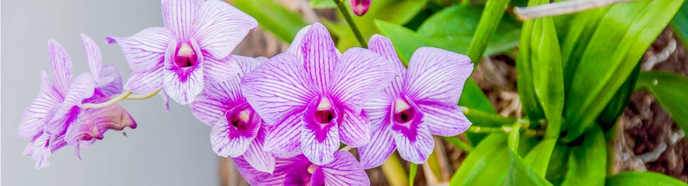 Orchidee: Come trapiantarle