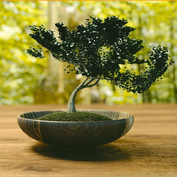 Come realizzare il tuo bonsai