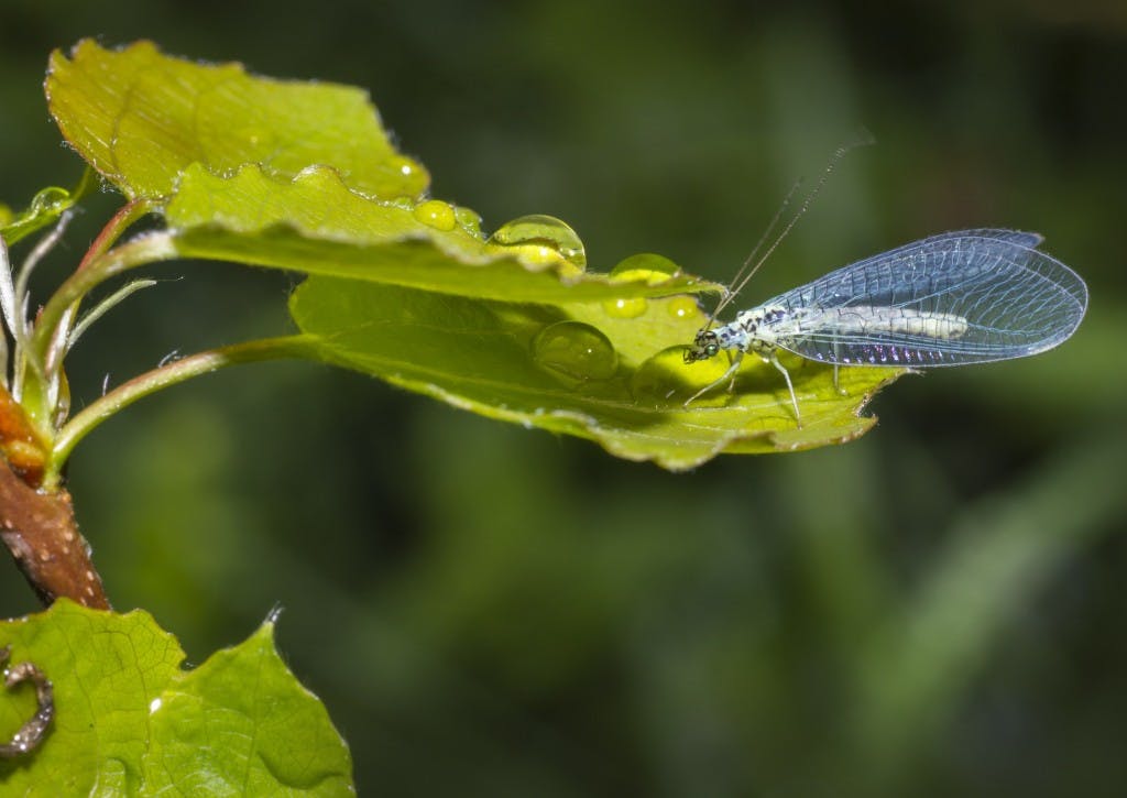 Chrysoperla carnea