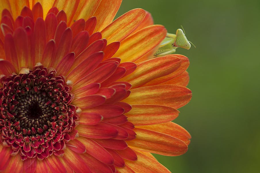 Insetti benefici per il tuo giardino