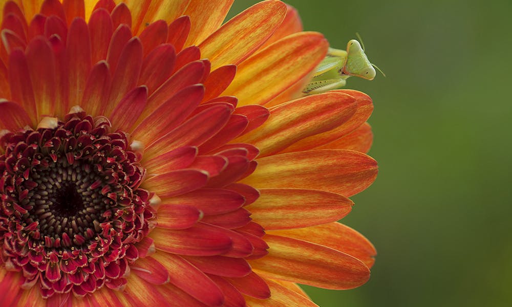 Insetti benefici per il tuo giardino