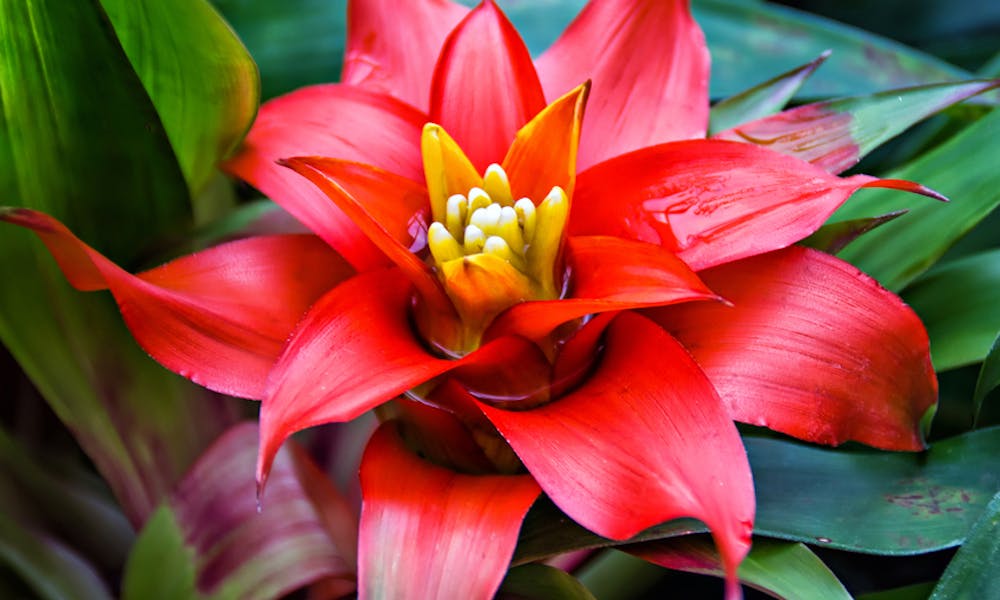 Come prendersi cura della bromelia