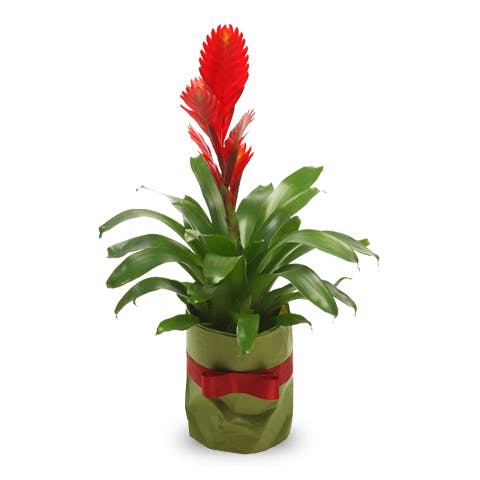 bromelia idea regalo