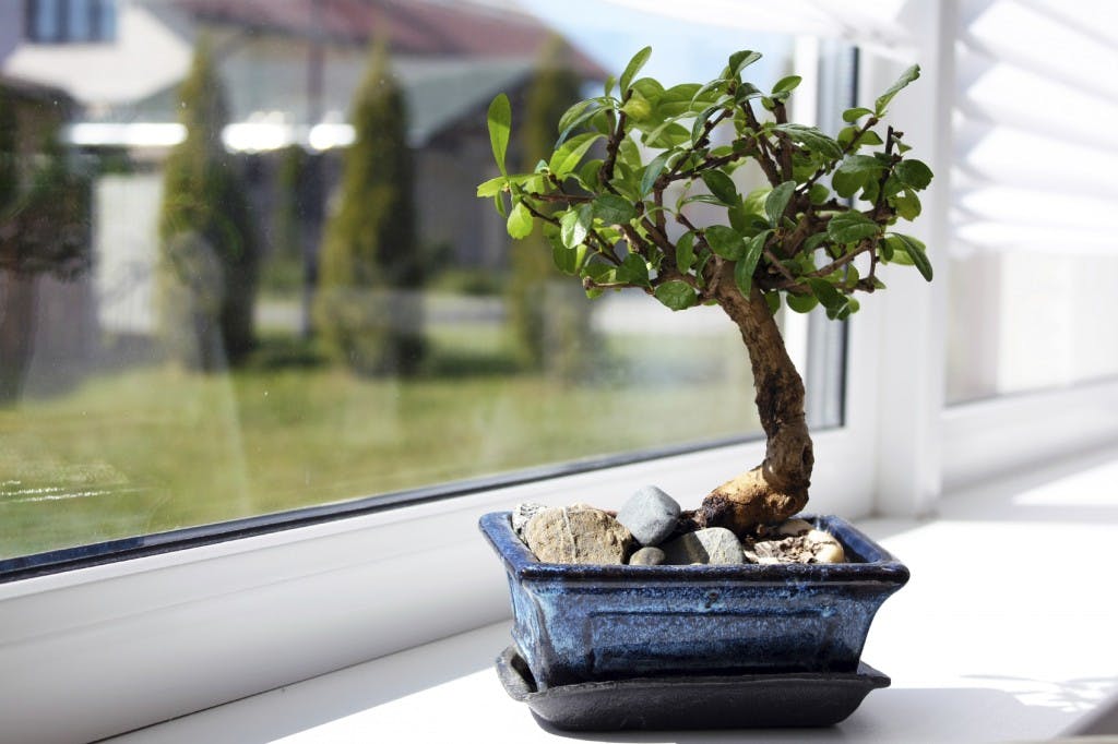 bonsai