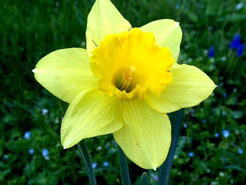 La flora cinese e i suoi incantevoli giardini