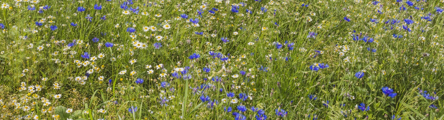 fiori della germania fiordaliso