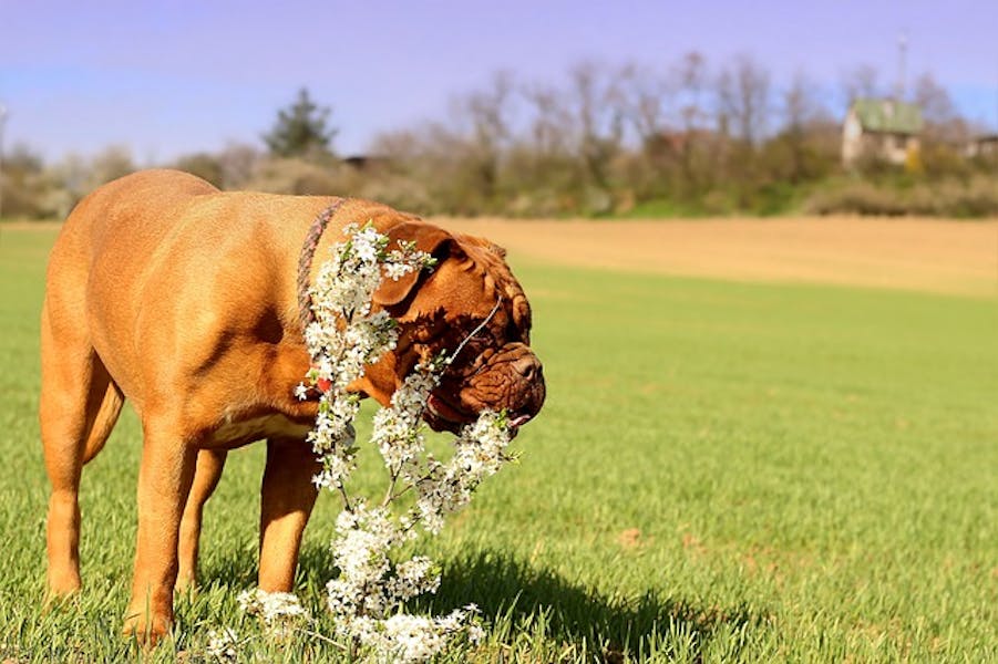 Come proteggere le piante dai cani