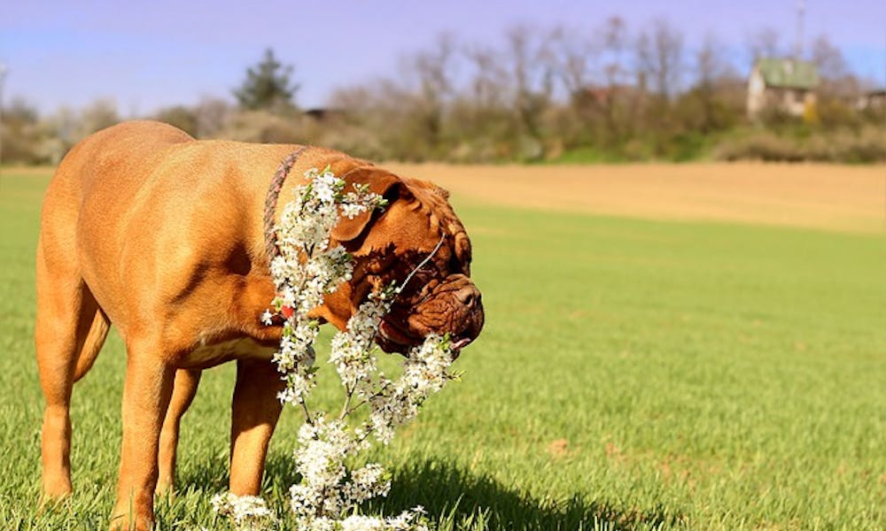 Come proteggere le piante dai cani